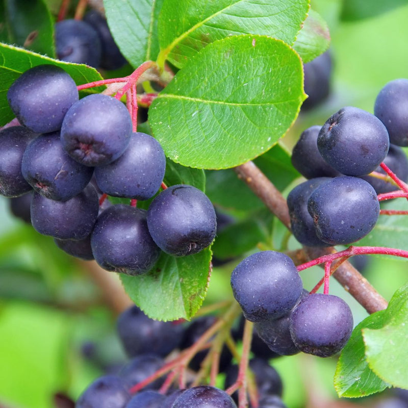 Succhi Superfood Biologici all' Aronia - 130ml